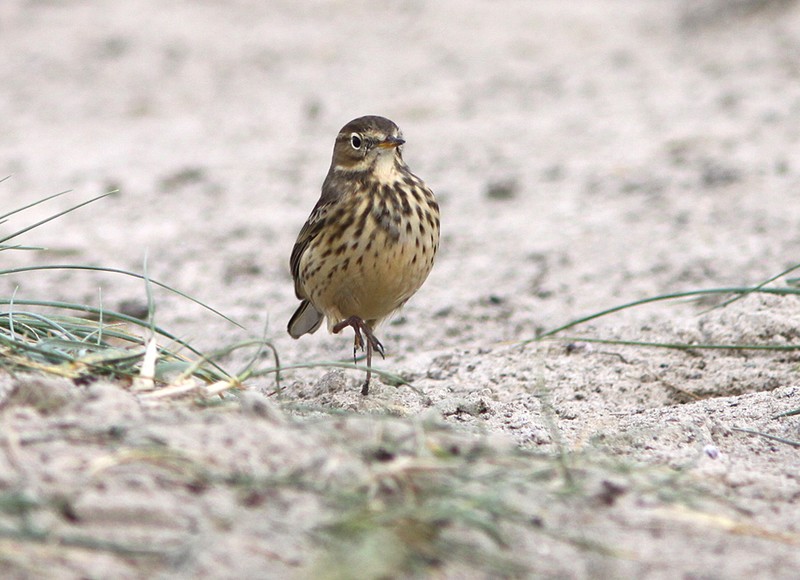 American Buff-bellied Pipit