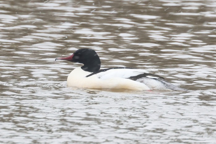 Goosander