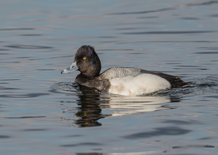 Lesser Scaup