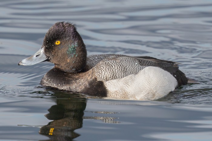lesser scaup