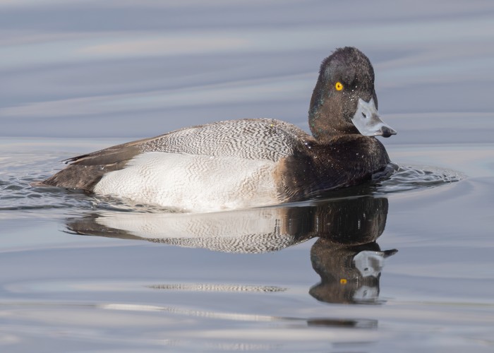 Lesser Scaup