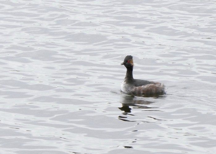 Black-necked Grebe