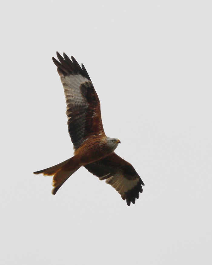 Red Kite