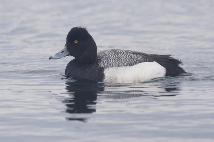 Lesser Scaup