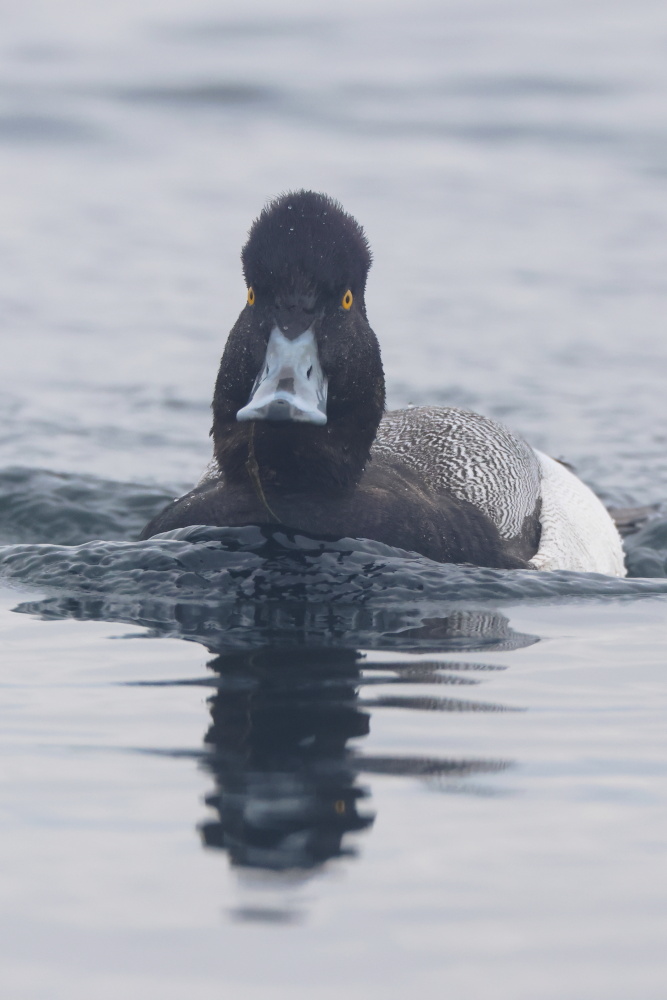 Lesser Scaup