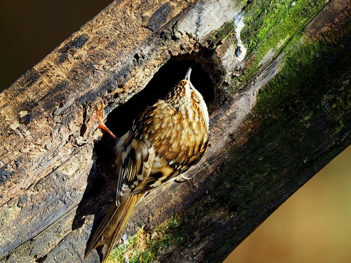 Treecreeper