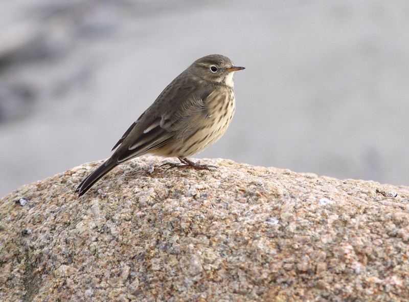 American Buff-bellied Pipit