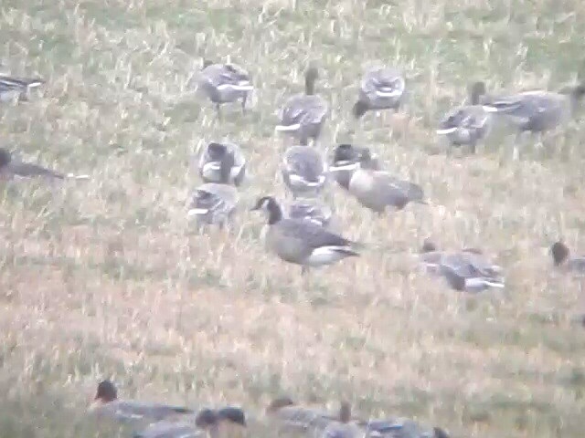 Lesser Canada Goose