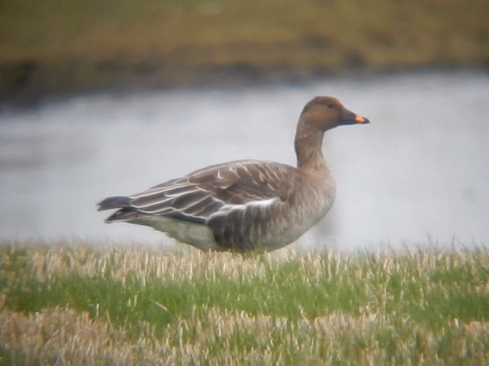 Tundra Bean Goose