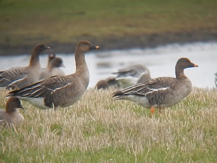 Tundra Bean Goose