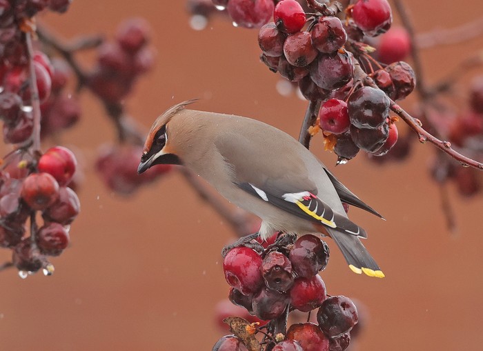 Waxwing