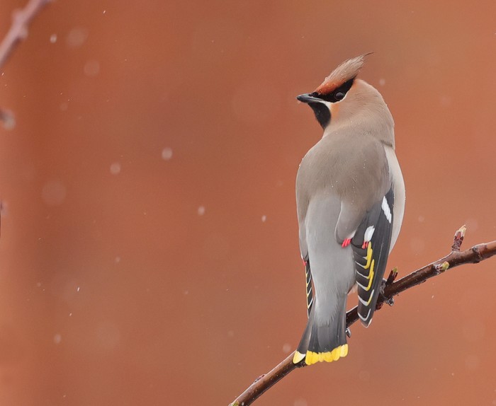 Waxwing