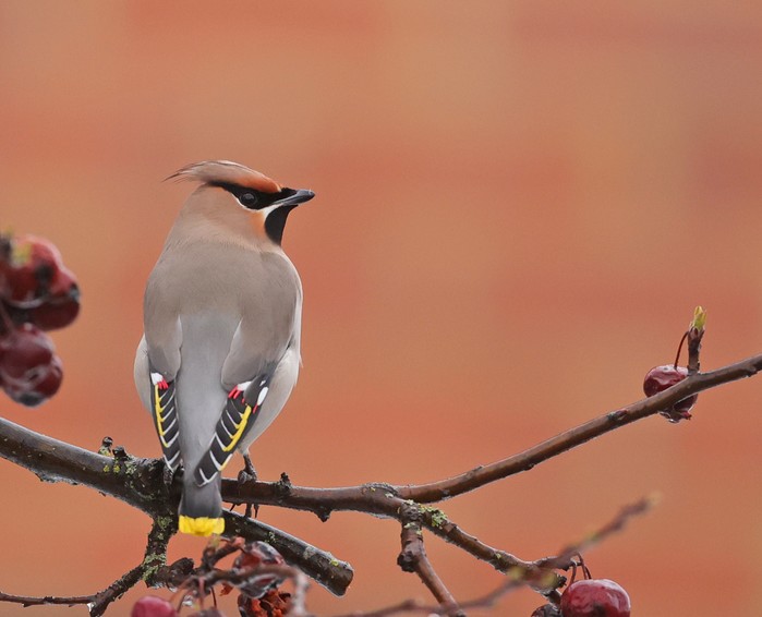 Waxwing
