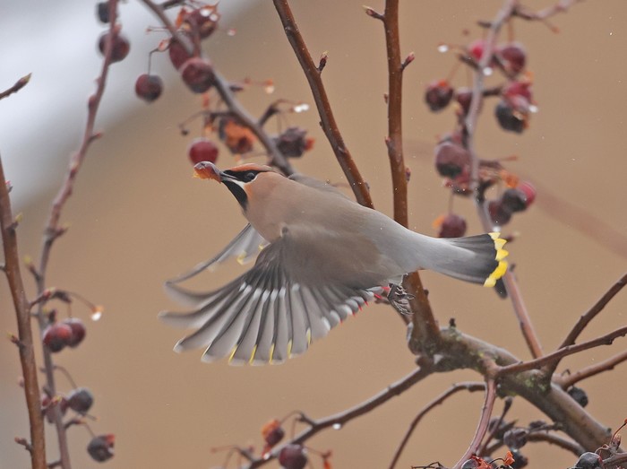 Waxwing