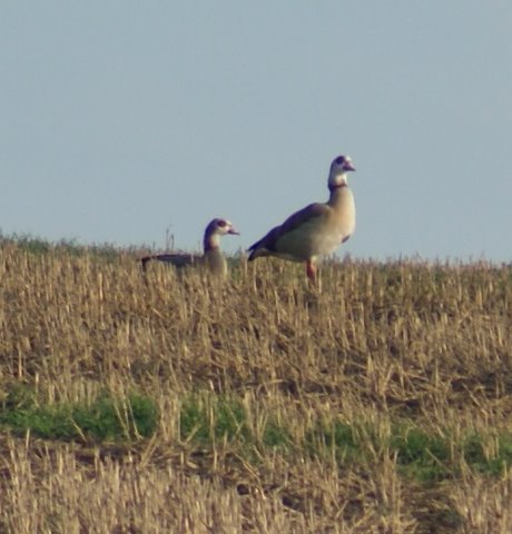 Egyptian Goose