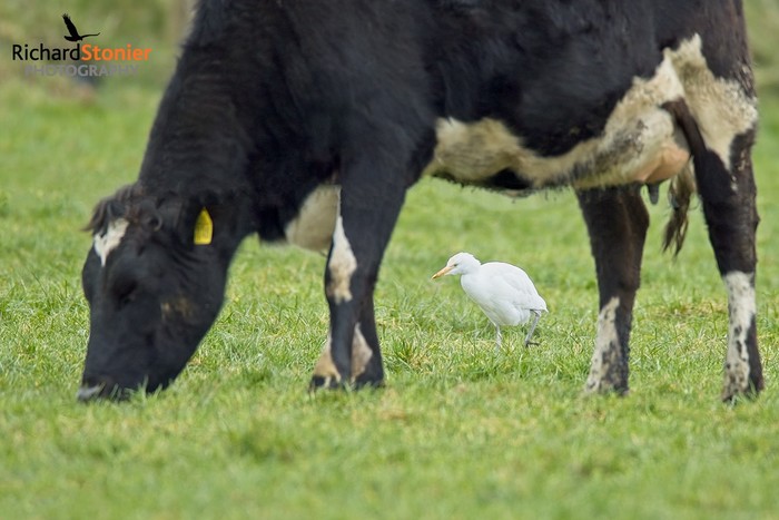 Cattle Egret