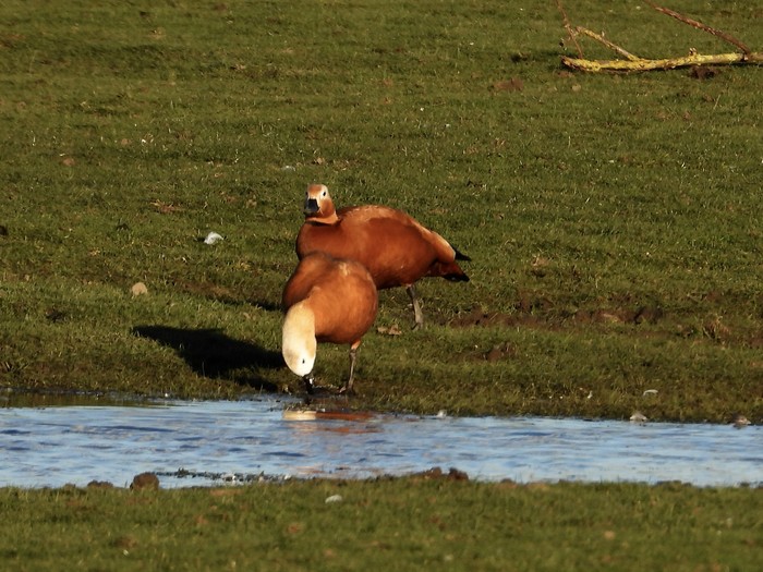 Ruddy Shelduck