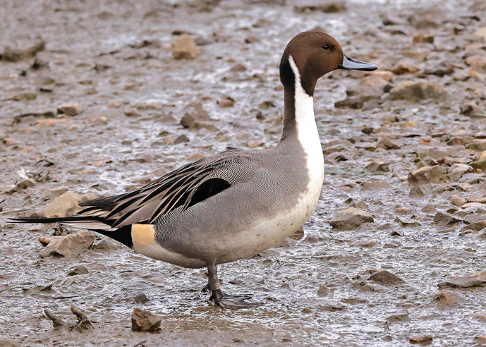 Pintail