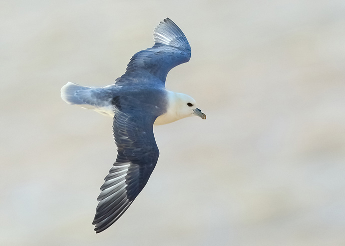 Blue Fulmar