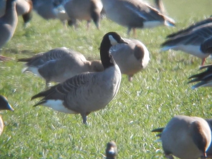 Lesser Canada Goose 