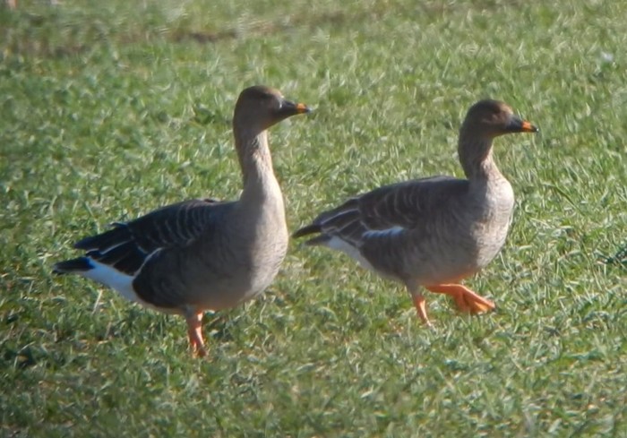 Tundra Bean Goose 