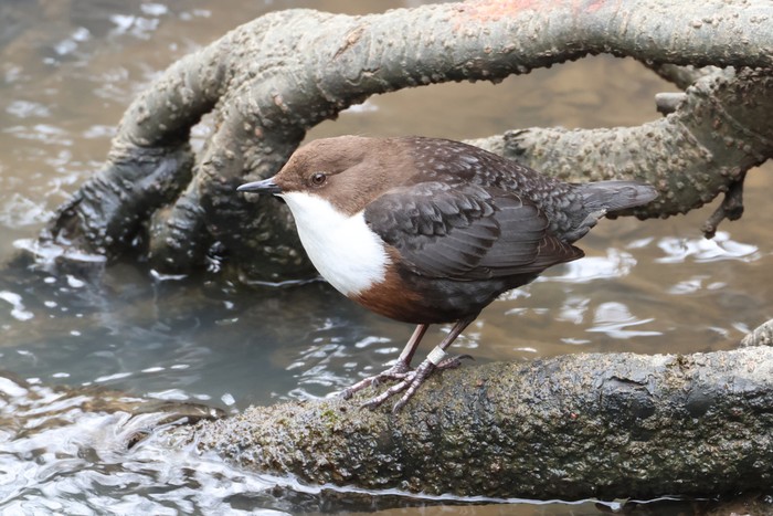 Dipper