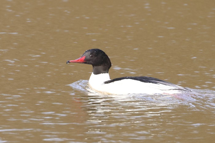 Goosander