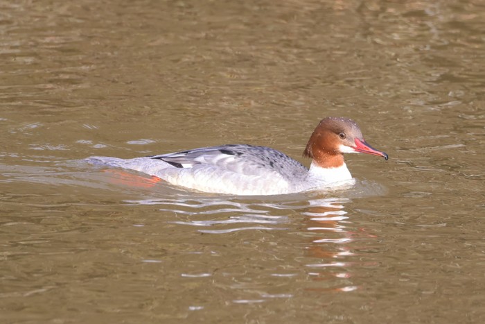 Goosander