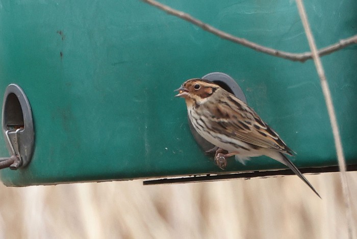 Little Bunting