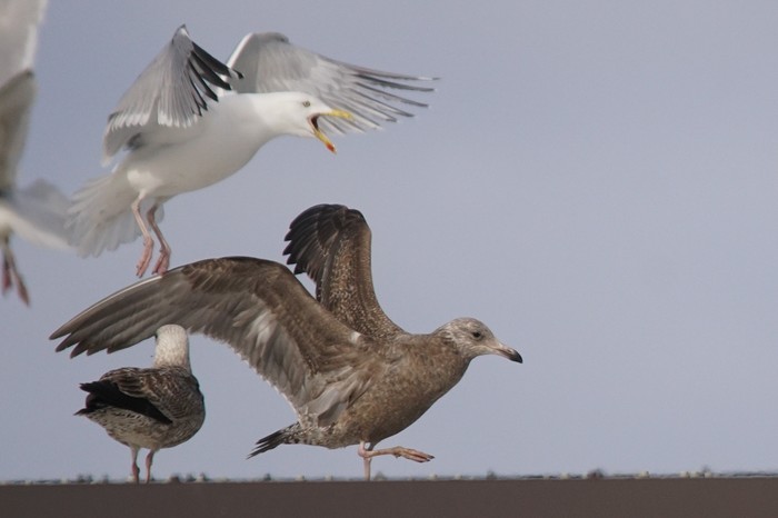 American Herring Gull