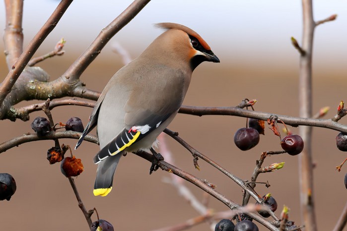 Waxwing