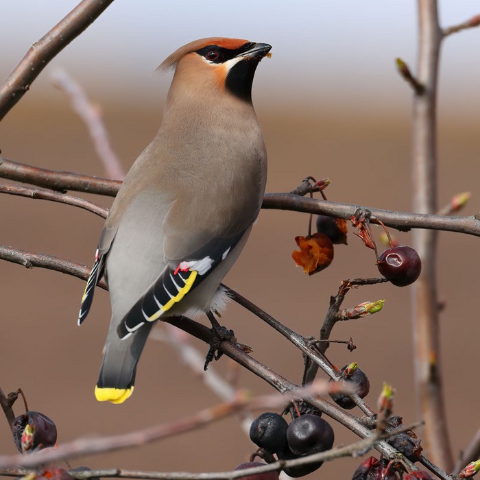Waxwing