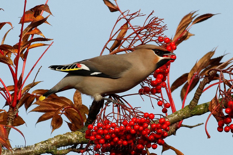 Waxwing