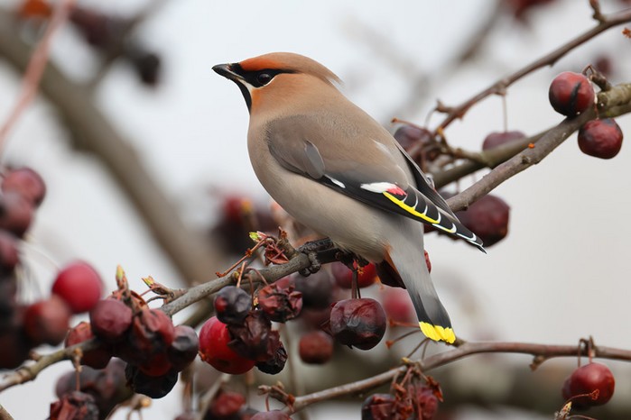 Waxwing