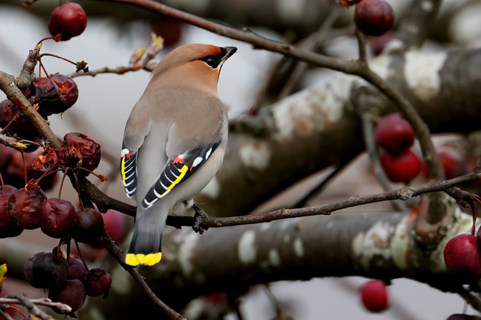 Waxwing