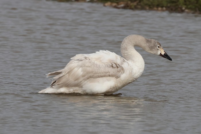 Bewick's Swan