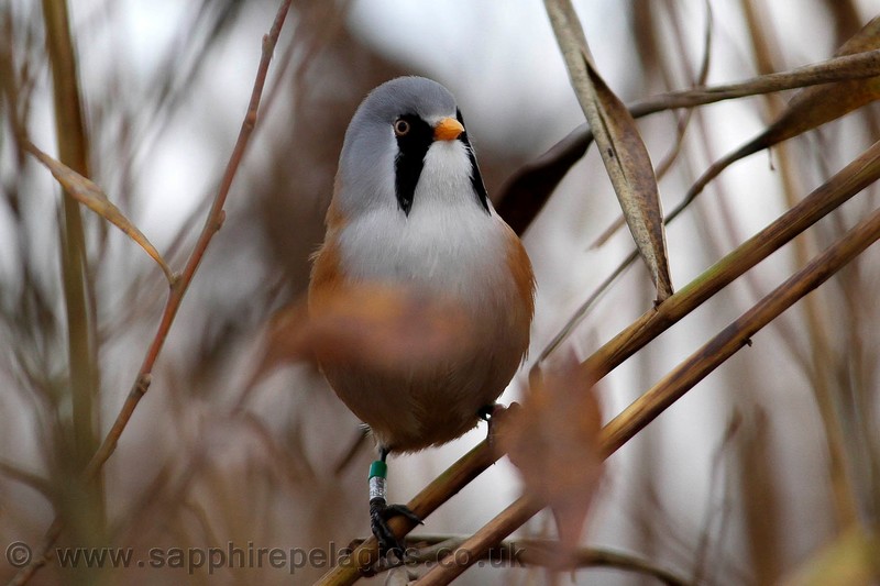 Bearded Tit