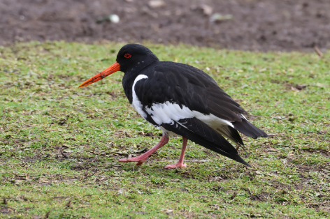 Oystercatcher