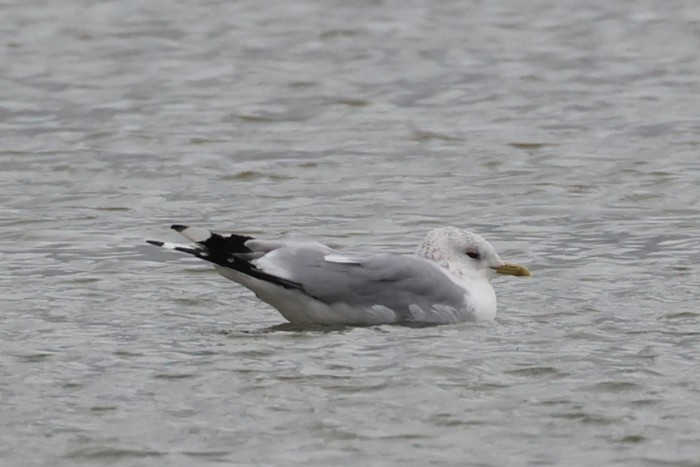 Common Gull