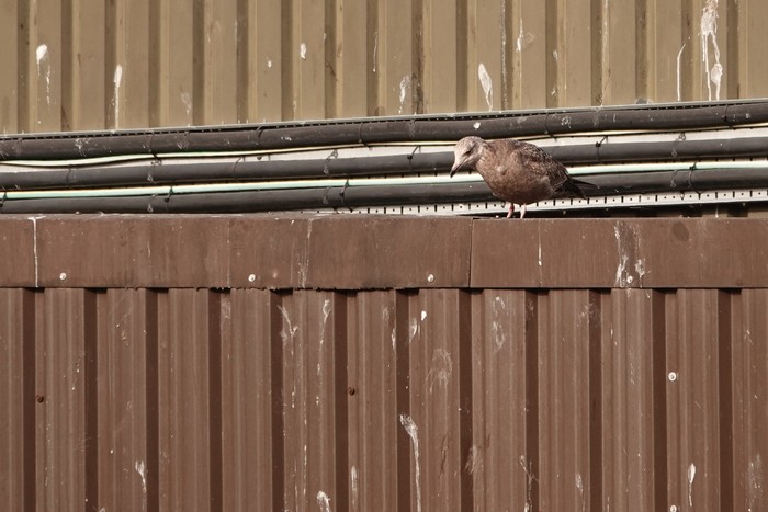 American Herring Gull