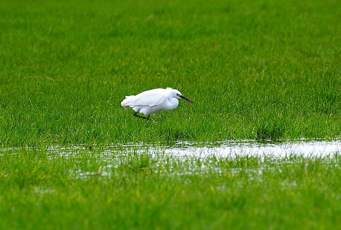 Little Egret