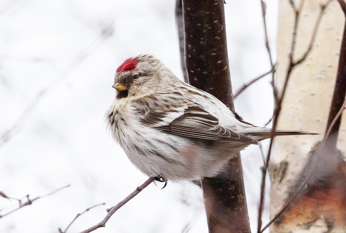 Coues's Arctic Redpoll