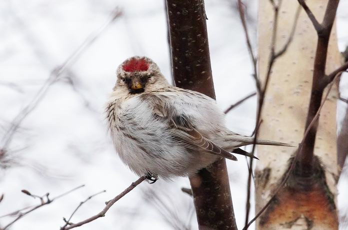 Coues's Arctic Redpoll