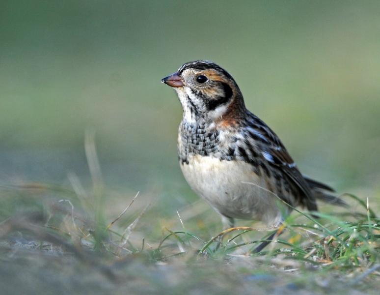 Lapland Bunting