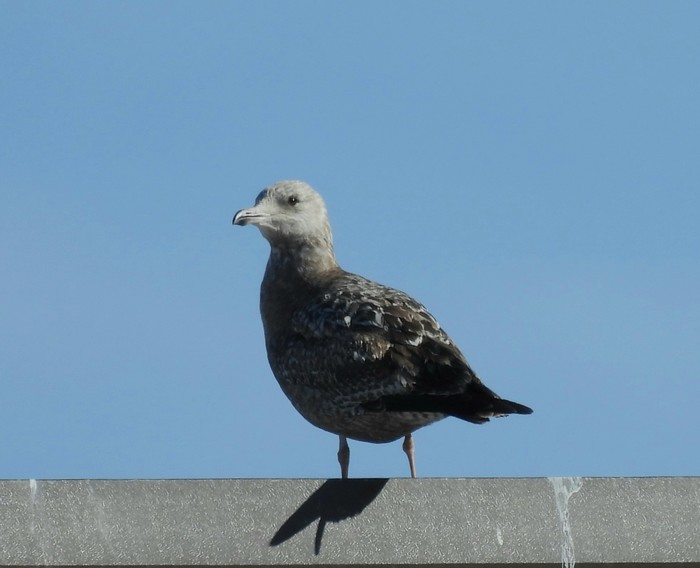American Herring Gull