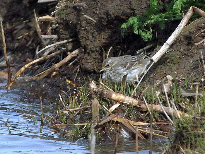 Water Pipit
