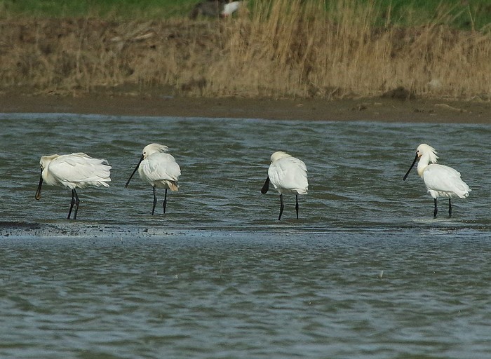Spoonbill