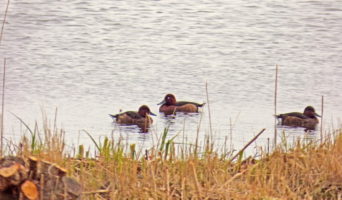 Ferruginous Duck