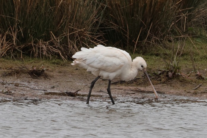 Spoonbill