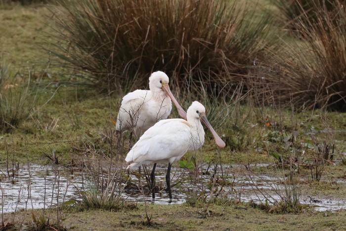 Spoonbill
